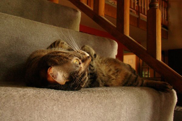 Sophie lying on her back in the same place, paws in the air