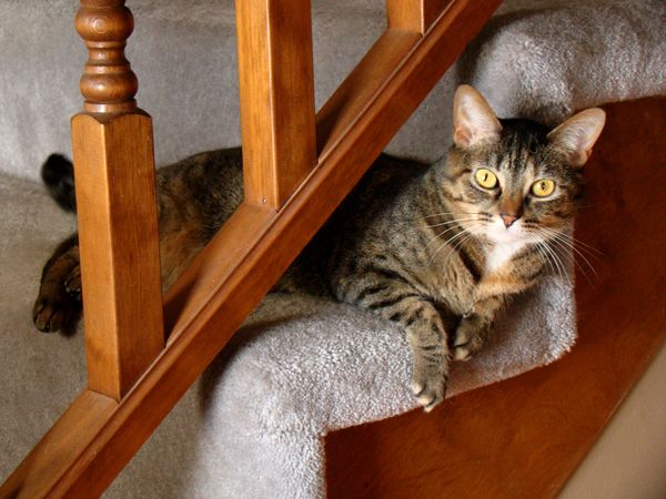 image of Sophie the Torbie Cat lying on the stairs looking at me wide-eyed and innocently