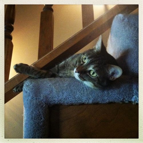 image of Sophie the Cat lying on the stairs on her side