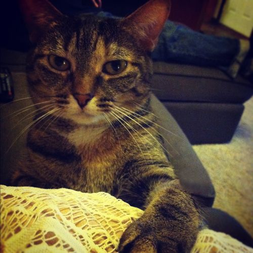 image of Sophie the Torbie Cat sitting on my lap, with one paw up on my chest