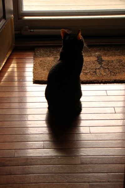 image of Sophie the Torbie Cat, sitting just inside the front door, looking out the window