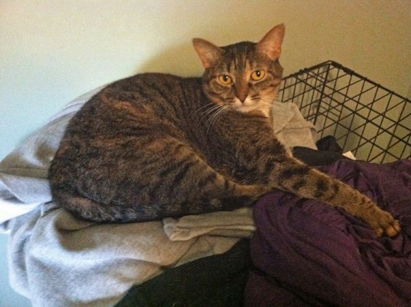 image of Sophie the Torbie Cat sitting on a fleece jacket on top of Dudley's crate