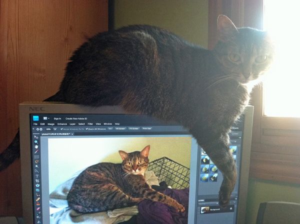 image of Sophie sitting on top of my monitor while I'm formatting the previous image