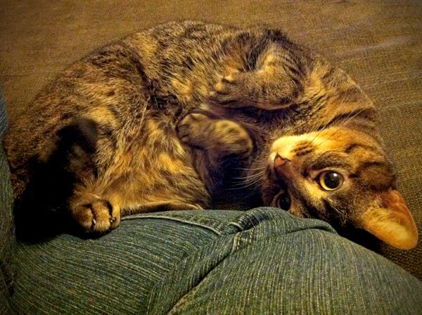 image of Sophie the Torbie Cat curled up like a comma against my leg, looking up at me
