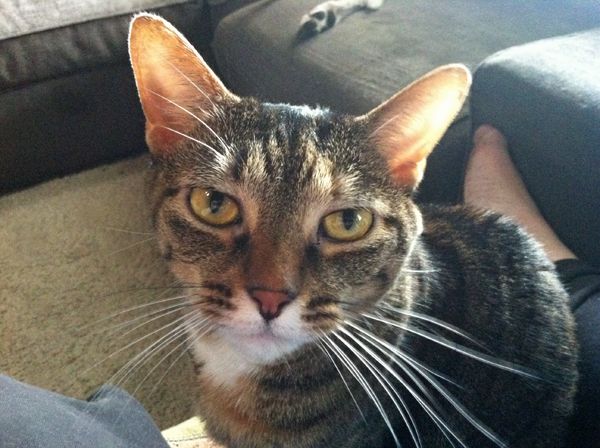 image of Sophie the Torbie Cat sitting in my lap, looking up at me sternly, with her big ears lit from behind by sunlight