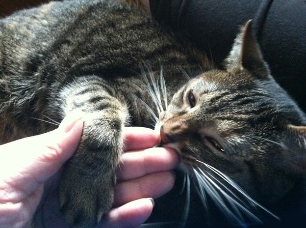 image of Sophie, her paw still in my hand, rubbing her cheek on my fingers