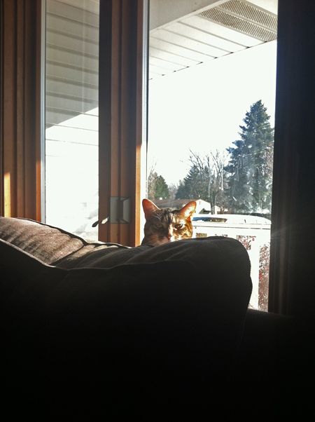 image of Sophie the Torbie Cat sticking her head up out from between the couch and the window