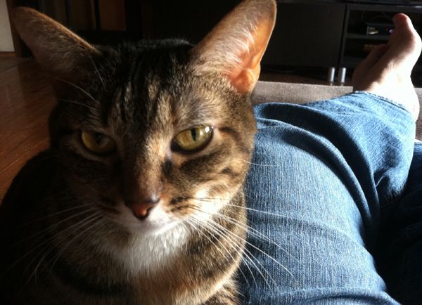 image of Sophie the Torbie cat sitting next to my legs on the chaise, giving me the staredown