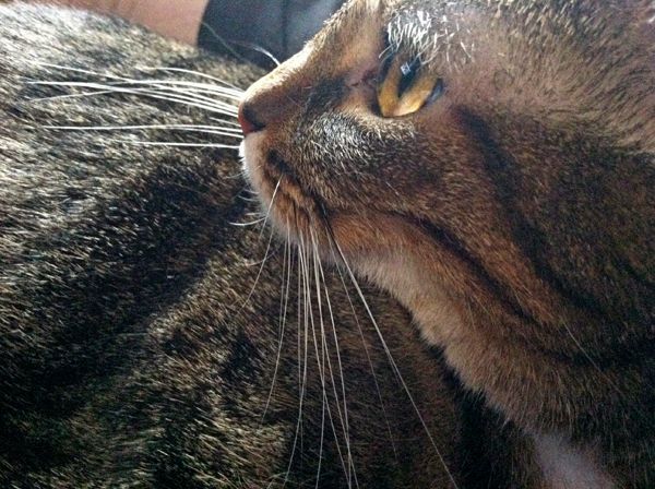 image of Sophie the Torbie Cat with her head curled around looking at something wide-eyed