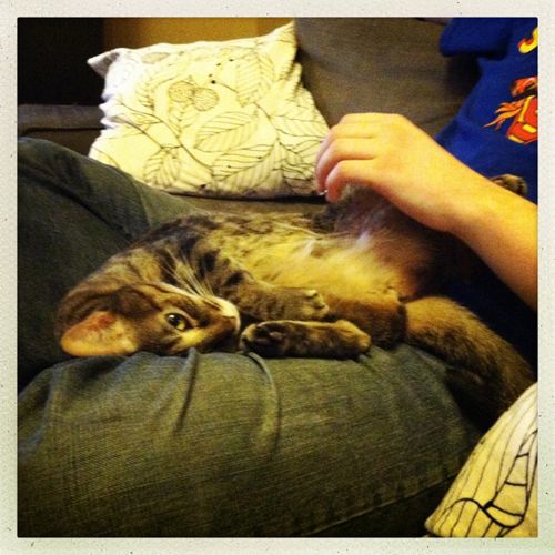 image of Sophie the Torbie Cat, curled up on a man's lap