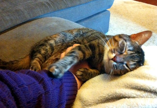 image of Sophie the Torbie Cat curled on the couch around my hand looking content