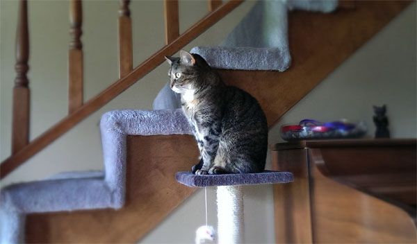 image of Sophie the Torbie Cat sitting on her cat tree, looking intently at something out the front door