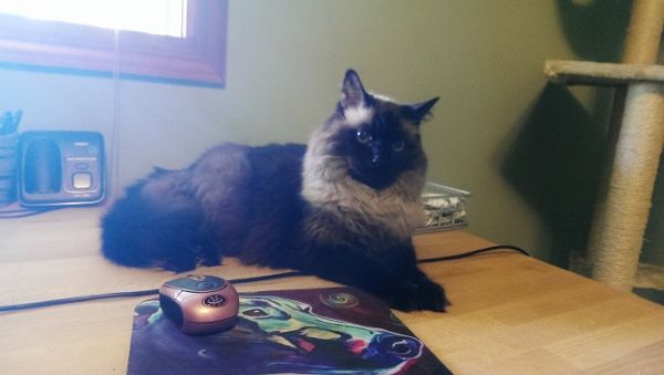 image of Matilda the Cat sitting on my desk, giving me A Look