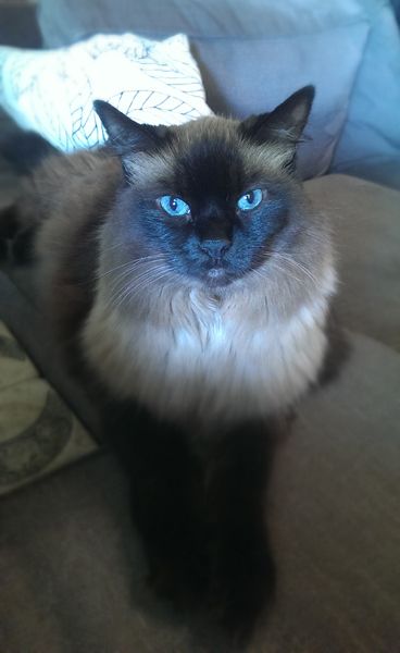 image of Matilda the Blue-Eyed Seal-Point Long-Haired Cat sitting on the couch, looking at me