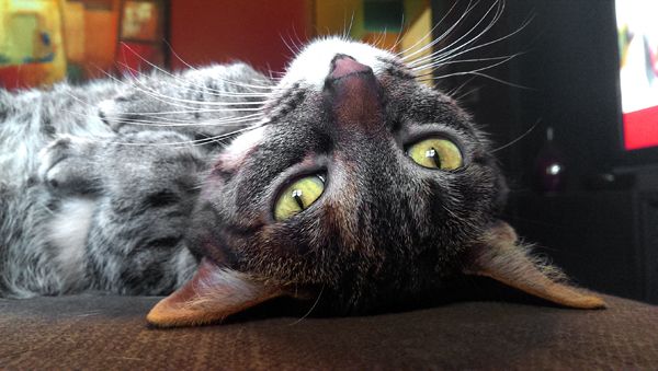 image of Sophie the Torbie cat lying on her back on the ottoman, with her head upside-down and her paws on her chest, looking at me with big eyes
