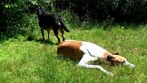 image of Dudley the Greyhound lying lazily in the grass, while Zelda the Black and Tan Mutt stands guard behind him