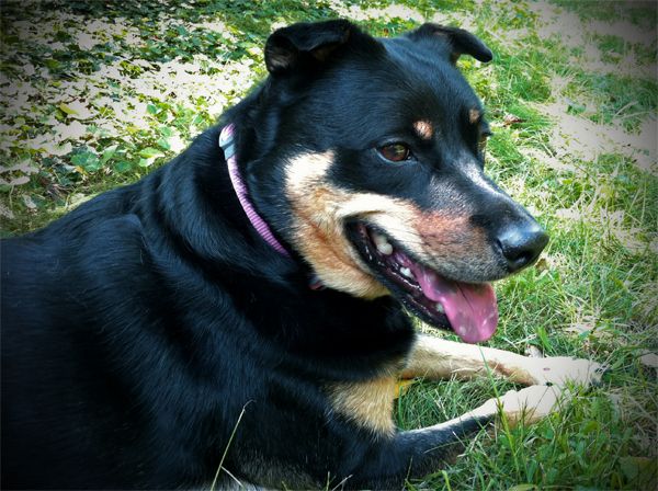 image of Zelda the Black and Tan Mutt stretched out in the grass, smiling