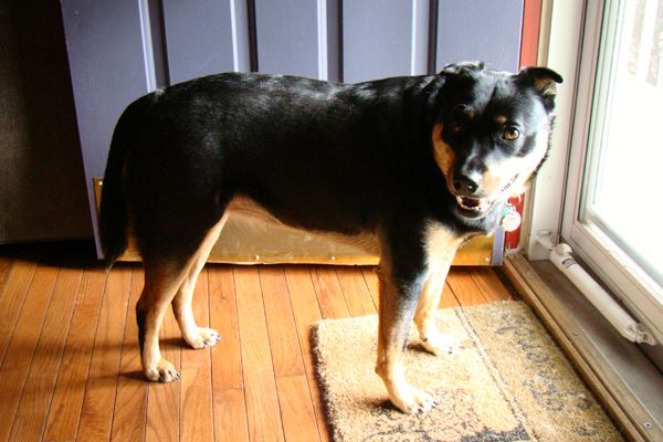 image of Zelda the Black-and-Tan Mutt standing by the open front door, grinning