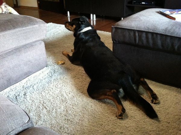 Zelda the Black-and-Tan Mutt lies on the living room floor with her front legs stretched out in front of her and her back legs stretched out behind her