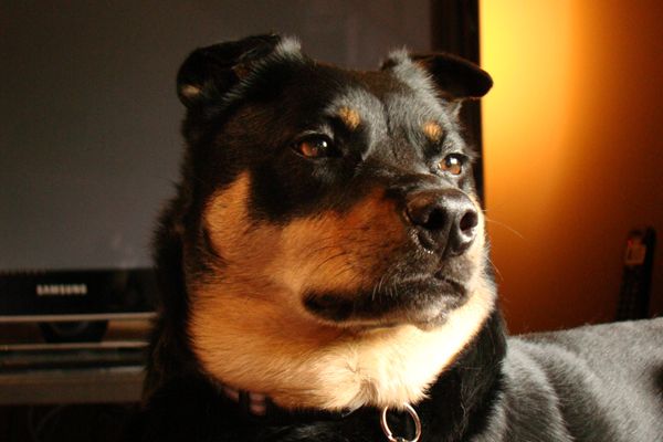headshot of Zelda the Black-and-Tan Mutt, looking stoic