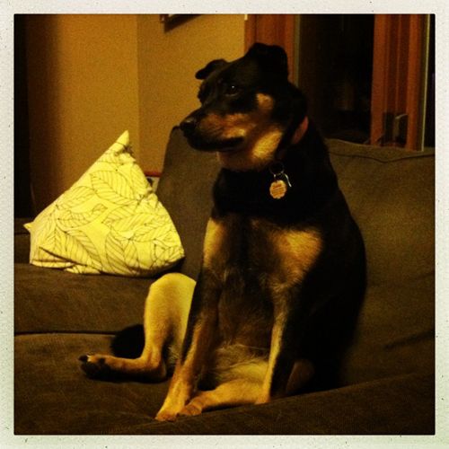 image of Zelda the Black-and-Tan Mutt sitting on the couch, looking thoughtful