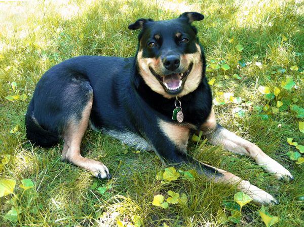 image of Zelda the Black-and-Tan Mutt lying in the grass, grinning broadly