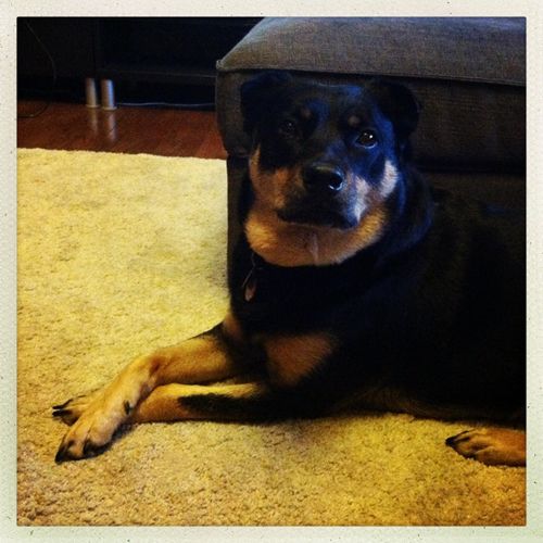 image of Zelda the Mutt lying on the floor with her front paws crossed, looking at the camera