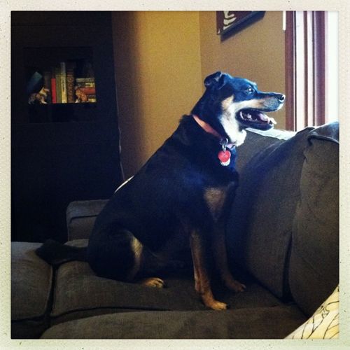 image of Zelda the Mutt looking out the window