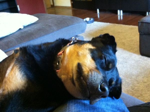 image of Zelda the Mutt draped upside-down and sideways across my lap, sound asleep