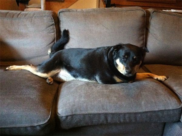image of Zelda the Mutt lying on the couch in a funny position, with her eyes narrowed, looking stoned