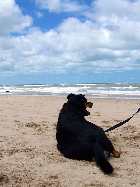 image of Zelda the Black-and-Tan Mutt lying in the sand, looking out at the water of Lake Michigan