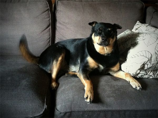 Zelda the Black-and-Tan Mutt sits on the couch looking at me, her tail a blur as it wags excitedly