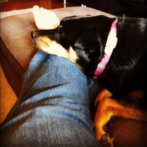 image of Zelda the Dog lying on my leg