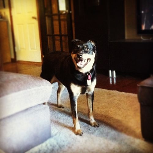 image of Zelda the Mutt standing in the living room, grinning