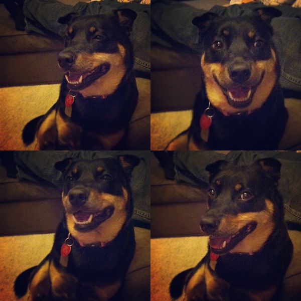 a square of four photos of Zelda the Black-and-Tan Mutt grinning