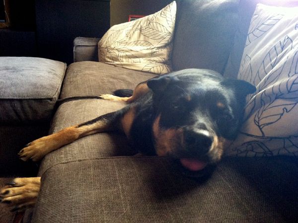 image of Zelly on the couch with her tongue out