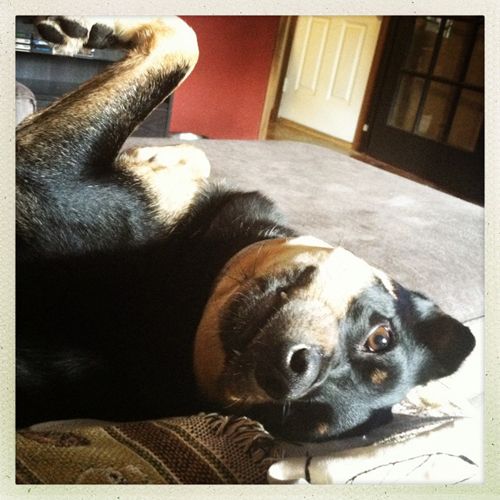 Zelda the Black-and-Tan Mutt lying upside down on the couch, looking at me, with just the tips of her incisors sticking out