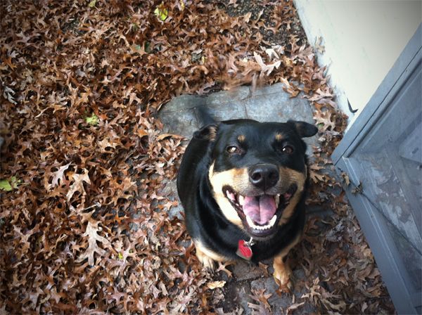 Zelda the Black-and-Tan Mutt sits in a pile of dry leaves, grinning up at me