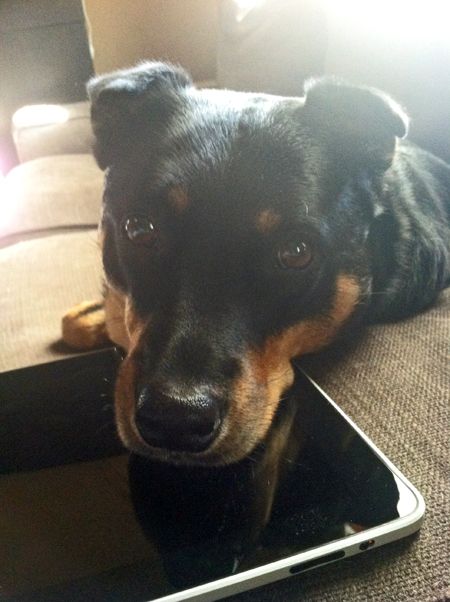 image of Zelda the Black and Tan Mutt looking at me while resting her chin on my iPad