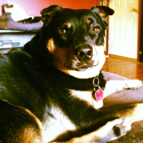 image of Zelda the Black-and-Tan Mutt, with Livs the Cat photobombing in the background, as usual