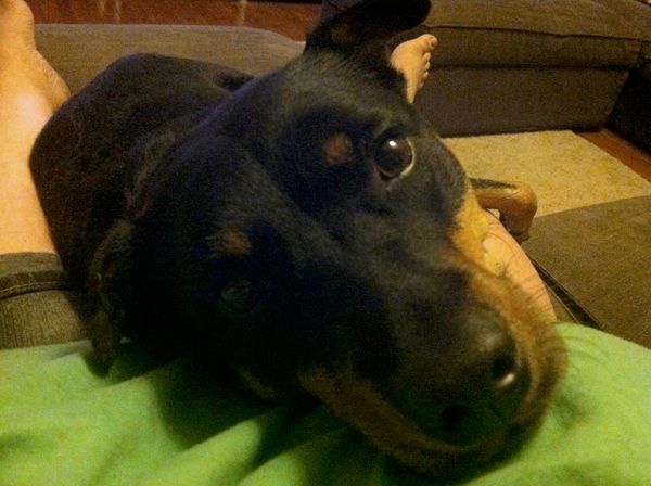 image from my perspective of Zelda lying on top of me as I'm stretched in the chaise, with her head on my chest looking up at me with big puppy-dog eyes