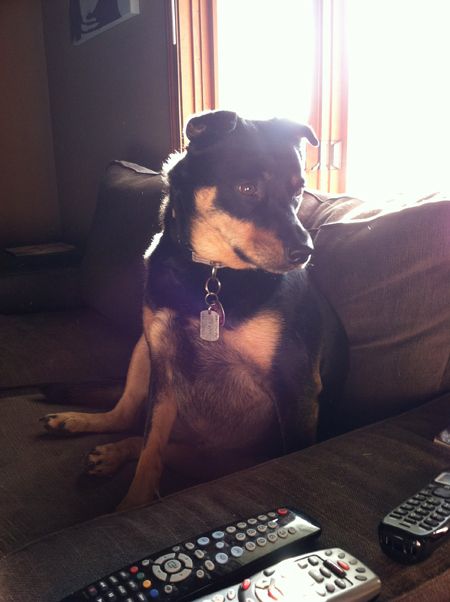 image of Zelda the Black and Tan Mutt sitting on the couch looking thoughtful while she appears to be glancing down at a line-up of remotes on the arm of the couch
