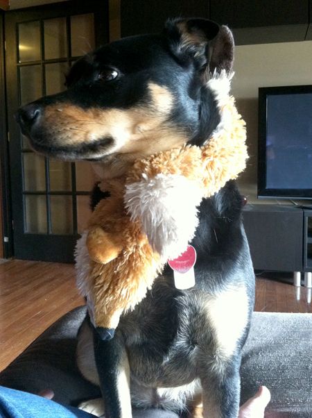 image of Zelda with one of her long plushy toys tied around her neck, looking to one side