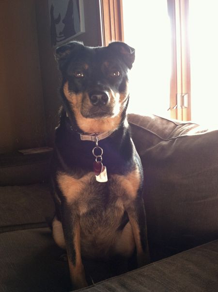 image of Zelda the Black-and-Tan Mutt sitting on the couch looking very serious