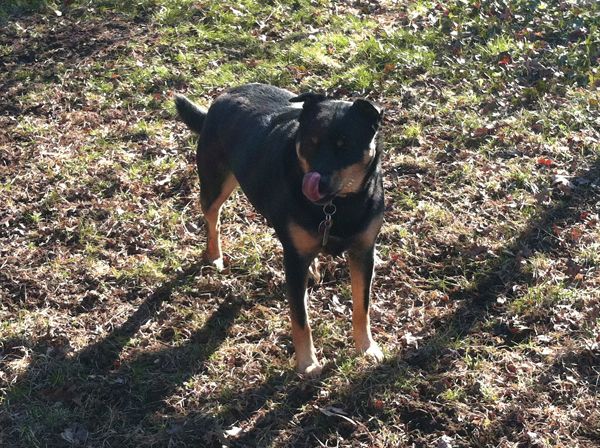 Zelda the Black and Tan Mutt stands in the middle of the garden, licking her nose