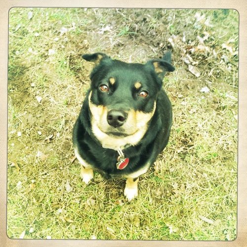 image of Zelda the Black and Tan Mutt sitting in the garden