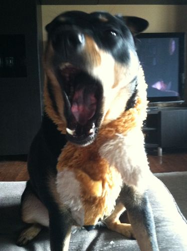 image of Zelda the Mutt yawning while wearing a plushy toy as a scarf