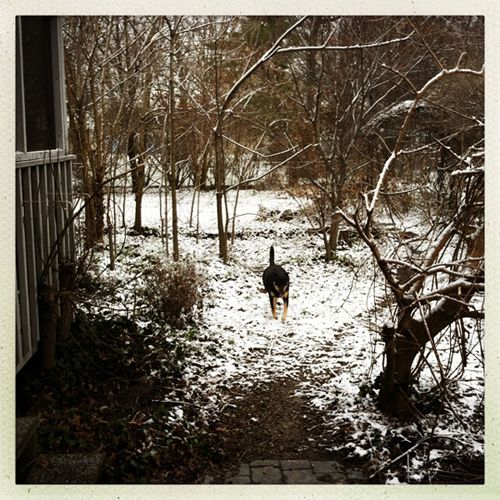 image of Zelda running in a scattering of snow in the backyard