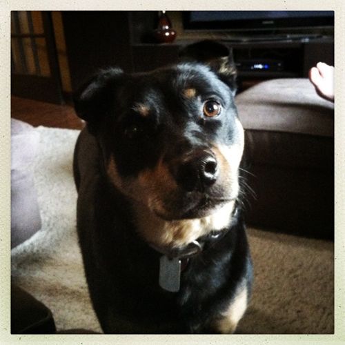 image of Zelda the Black-and-Tan Mutt, tilting her head to one side