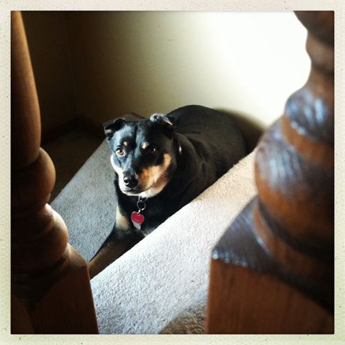 image of Zelda the Black-and-Tan Mutt sitting at the bottom of the stairs by the front door